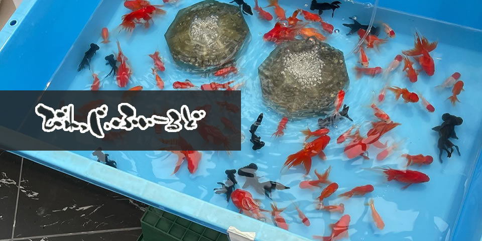 びれっじふぃ~るど